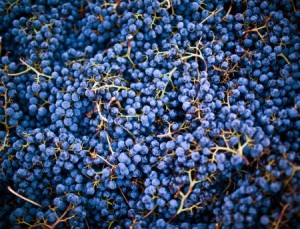 Cab grapes in bin